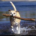 Free Wallpaper Animals (64)