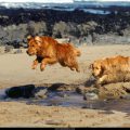 Free Wallpaper Animals (65)