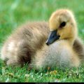 Free Wallpaper Animals (66)