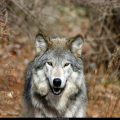 Free Wallpaper Animals (67)