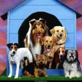 Free Wallpaper Animals (68)