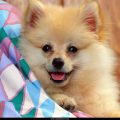 Free Wallpaper Animals (69)