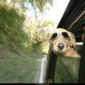 Free Wallpaper Animals (70)