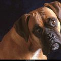Free Wallpaper Animals (71)
