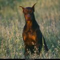 Free Wallpaper Animals (72)