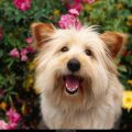 Free Wallpaper Animals (73)