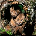 Free Wallpaper Animals (74)