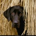 Free Wallpaper Animals (75)