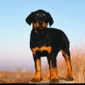 Free Wallpaper Animals (76)