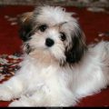 Free Wallpaper Animals (77)