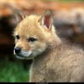 Free Wallpaper Animals (78)