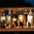 Free Wallpaper Animals (79)