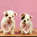Free Wallpaper Animals (80)