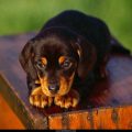 Free Wallpaper Animals (81)