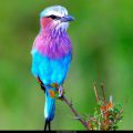 Free Wallpaper Animals (82)