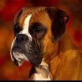 Free Wallpaper Animals (83)