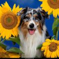 Free Wallpaper Animals (84)
