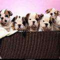 Free Wallpaper Animals (85)