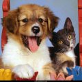 Free Wallpaper Animals (86)