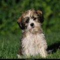 Free Wallpaper Animals (87)