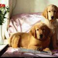 Free Wallpaper Animals (88)