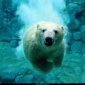 Free Wallpaper Animals (89)