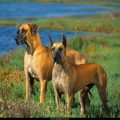 Free Wallpaper Animals (90)