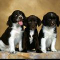 Free Wallpaper Animals (91)