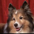 Free Wallpaper Animals (92)