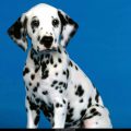 Free Wallpaper Animals (93)