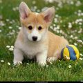 Free Wallpaper Animals (94)