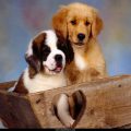 Free Wallpaper Animals (96)