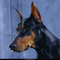 Free Wallpaper Animals (97)