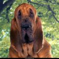 Free Wallpaper Animals (98)