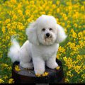 Free Wallpaper Animals (99)