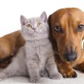 Fumo passivo, anche gli animali domestici a rischio. I cani e i gatti che subiscono tra le mura domestiche il vizio dei loro padroni hanno probabilità in più di contrarre una malattia