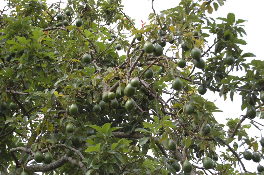 Avocado del diavolo… le foreste in Messico sono in pericolo! Avocado del diavolo… le foreste in Messico sono in pericolo!