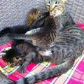 Adozione 4 cuccioli settembre 2016 – 01 foto