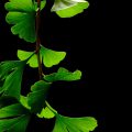 ginkgo_biloba_leaves_-_black_background