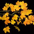 leaf_leaves_branch_maple_autumn_nightshot_studio
