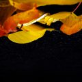 autumn-background-1351158696zgj