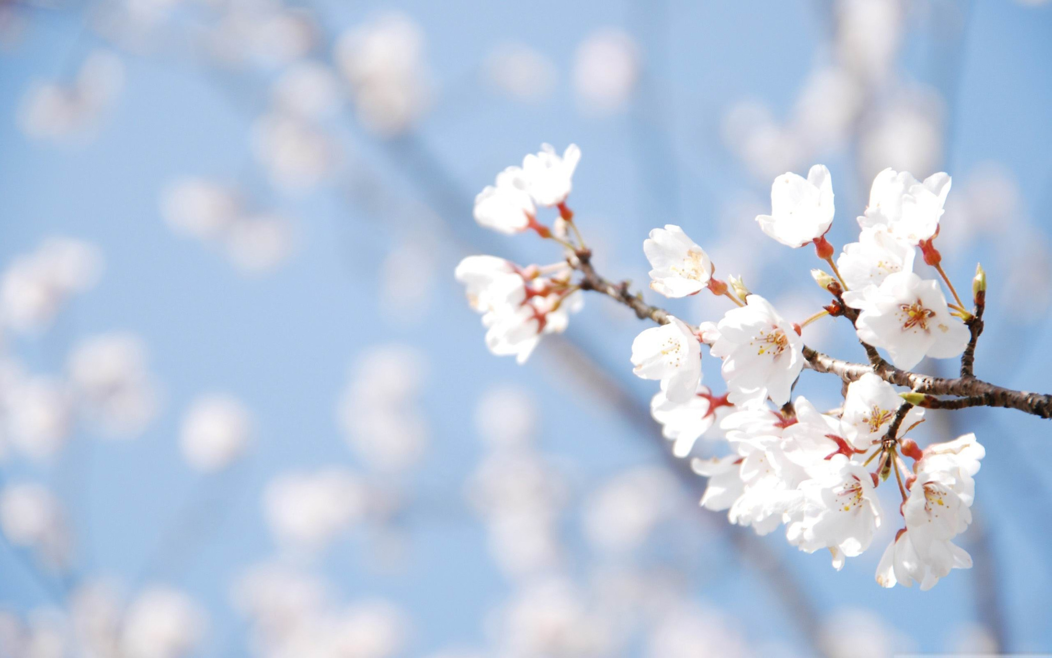 Before Spring | MondoRaro.org