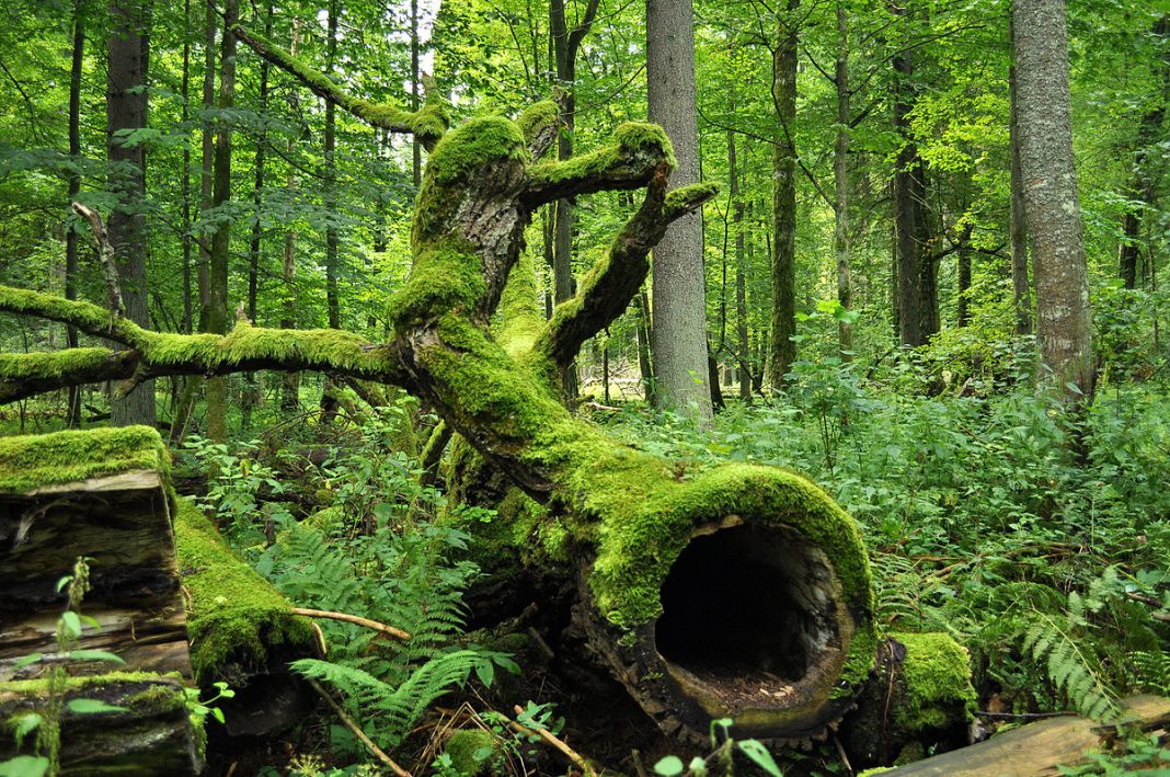 UNESCO: stop taglio illegale nella foresta di Bialowieza UNESCO: stop taglio illegale nella foresta di Bialowieza