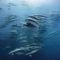 Spinner dolphins thrive off the coast of Costa Rica as they feed on lanternfish, the most numerous fish in the ocean. ©Our Planet ; Hugh Pearson ; Silverback Films;Netlfilx