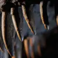 Dinosaurs