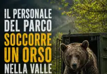 Salvato l’orso con un laccio al collo: nella Valle Roveto torna a vivere “Libero”