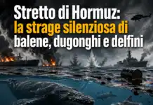 Stretto di Hormuz: la strage silenziosa di balene, dugonghi e delfini