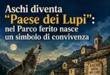 Aschi diventa “Paese dei Lupi”: nel Parco ferito nasce un simbolo di convivenza