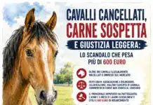 Cavalli cancellati, carne sospetta e giustizia leggera: lo scandalo che pesa più di 600 euro