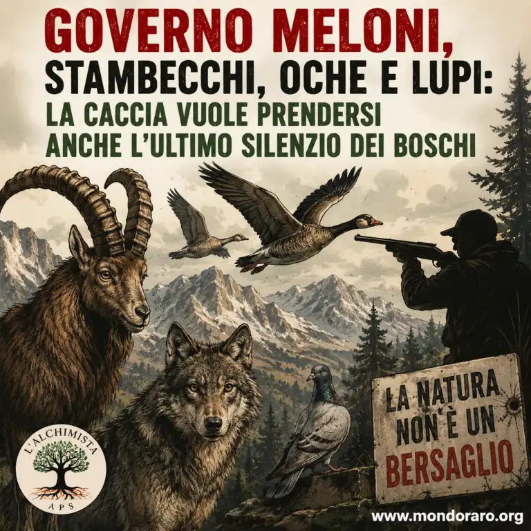 Governo Meloni, stambecchi, oche e lupi: la caccia vuole prendersi anche l’ultimo silenzio dei boschi